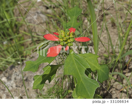 ショウジョウソウ（猩々草） 33106634