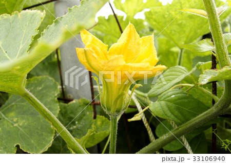 沖縄 しまカボチャの花 33106940
