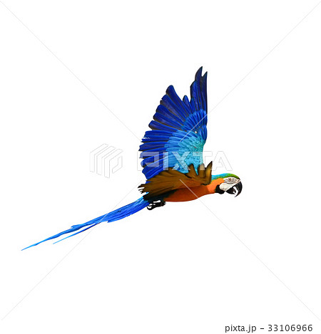 Macaw Parrot isolated on white background Macaw Parrot isolated on white background 33106966
