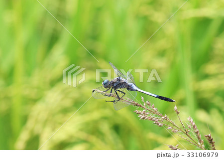 シオカラトンボ 33106979