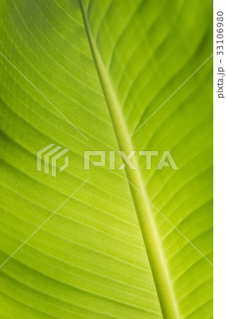 Banana leaves 33106980