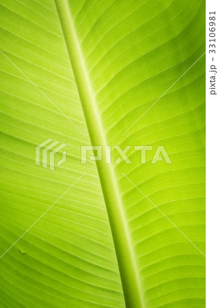 Banana leaves Banana leaves 33106981
