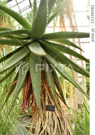 熱帯植物アロエ・マルロシー(鬼切丸) 33106982