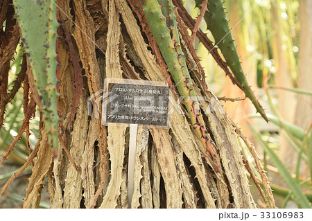 熱帯植物アロエ・マルロシー(鬼切丸)の幹 33106983