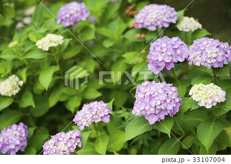 アジサイ 33107004