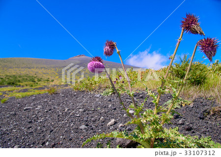 【静岡県】富士山御殿庭のフジアザミ 33107312