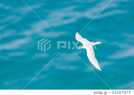 海の上を飛ぶ海鳥　アジサシ 33107973
