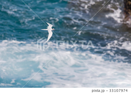 海の上を飛ぶ海鳥 アジサシ 海の上を飛ぶ海鳥 アジサシ 33107974