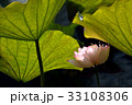 睡蓮 スイレン 水連 33108306
