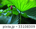 睡蓮 スイレン 水連 33108309