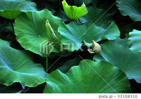睡蓮 スイレン 水連 33108310