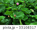睡蓮 スイレン 水連 33108317