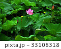 睡蓮 スイレン 水連 33108318
