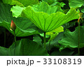 睡蓮 スイレン 水連 33108319
