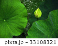 睡蓮 スイレン 水連 33108321