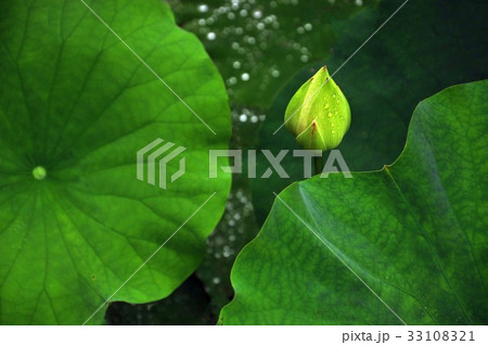 睡蓮 スイレン 水連 33108321