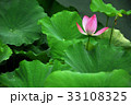 睡蓮 スイレン 水連 33108325