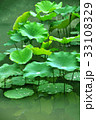 睡蓮 スイレン 水連 33108329