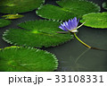 睡蓮 スイレン 水連 33108331