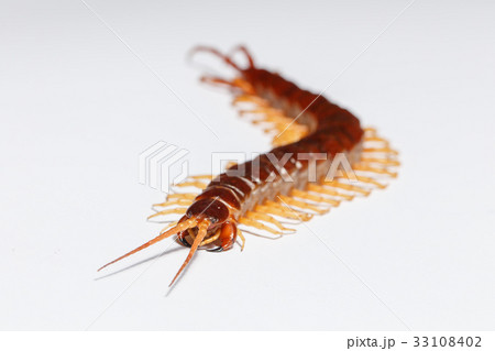 centipede 33108402