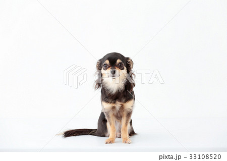 チワワ ロングコート チワワ ロングコート 33108520