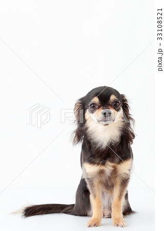 チワワ　ロングコート 33108521