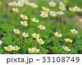 立山高山植物 33108749