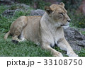 雌ライオン 33108750