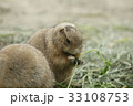 プレーリードッグ 33108753