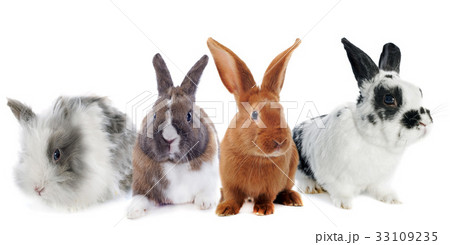 group of rabbit 33109235