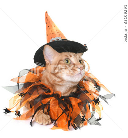 ginger cat and halloween 33109291