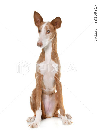 podenco ibicenco in studio 33109317