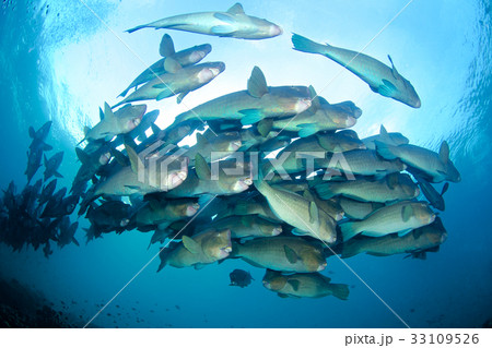 カンムリブダイの群れ 33109526