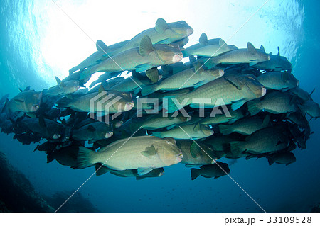 カンムリブダイの群れ 33109528