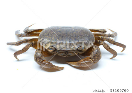 field crab 33109760