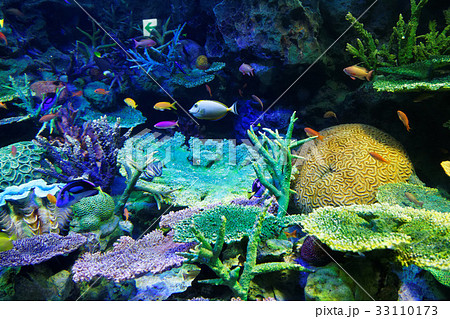 池袋サンシャイン水族館 サンゴ礁と海水魚 池袋サンシャイン水族館 サンゴ礁と海水魚 33110173