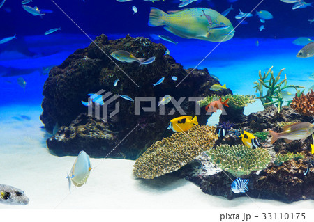 池袋サンシャイン水族館　サンゴ礁と海水魚 33110175