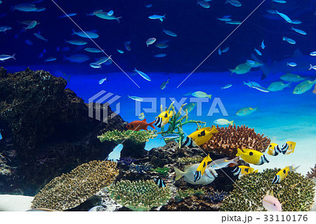 池袋サンシャイン水族館 サンゴ礁と海水魚 池袋サンシャイン水族館 サンゴ礁と海水魚 33110176