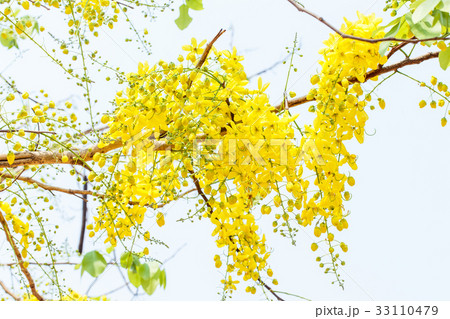 Golden shower Golden shower 33110479