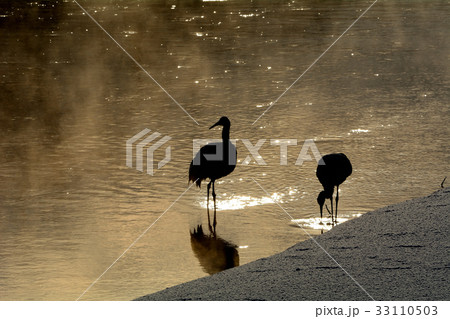 タンチョウ 33110503