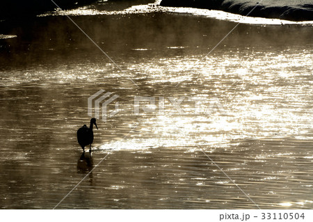 タンチョウ 33110504