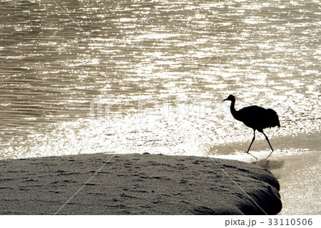 タンチョウ 33110506