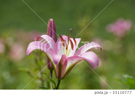 満開のユリの花のクローズアップ 33110777