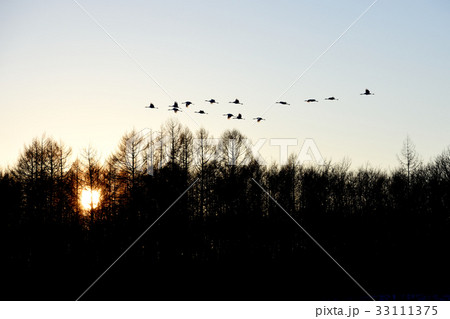 タンチョウのシルエット 33111375