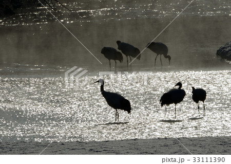 タンチョウのシルエット 33111390