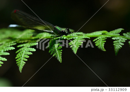 イトトンボ 33112909