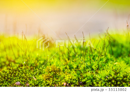 Close up green moss with beautiful light. Close up green moss with beautiful light. 33113802