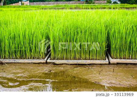 Close up new rice paddy field in north of Thailand 33113969
