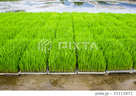 Close up new rice paddy field in north of Thailand Close up new rice paddy field in north of Thailand 33113971