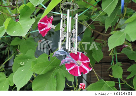 花壇の花 朝顔 アサガオ 大阪府枚方市の写真素材